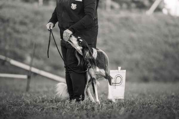 Uspehi KD Posavje v Rally Obediencu