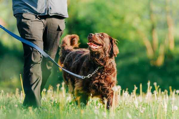 Uspehi KD Posavje v Rally Obediencu